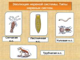 Эволюция нервной системы. Типы нервных систем