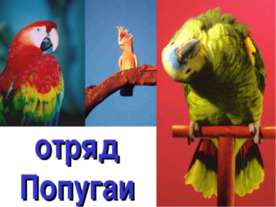 отряд Попугаи