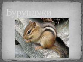 Бурундуки