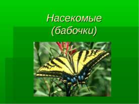Насекомые (бабочки)