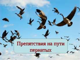 Препятствия на пути пернатых