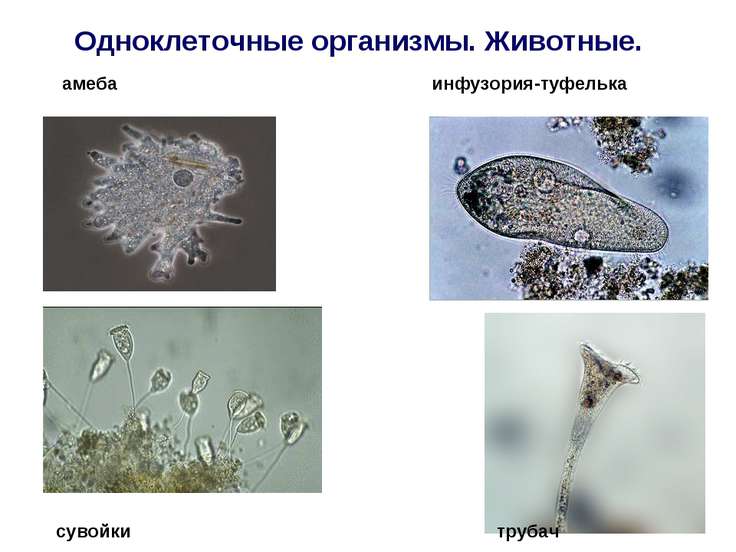 Одноклеточные животные презентация