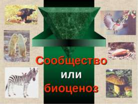 Сообщество или биоценоз