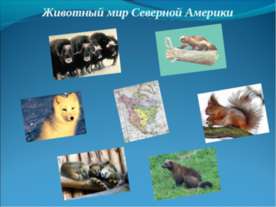 Животный мир Северной Америки