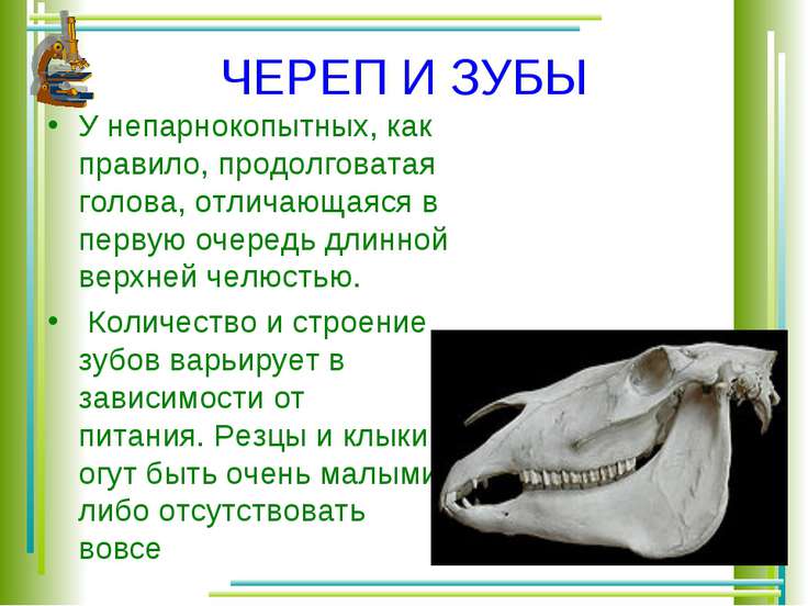 Презентация непарнокопытные 7 класс по биологии