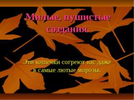 Милые, пушистые создания