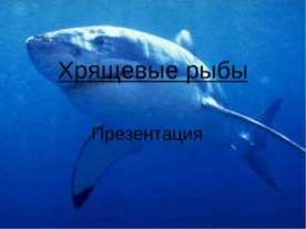Хрящевые рыбы