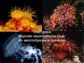 Морские кишечнополостные. Их многообразие и значение