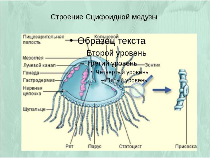 Строение медузы рисунок с подписями