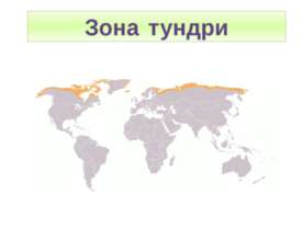 Зона тундри