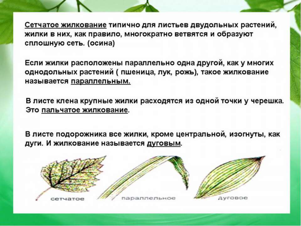 Строение листа презентация