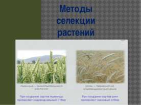 Методы селекции растений