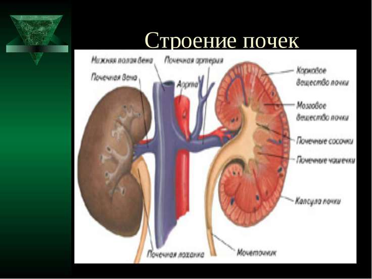 Расположение почек фото