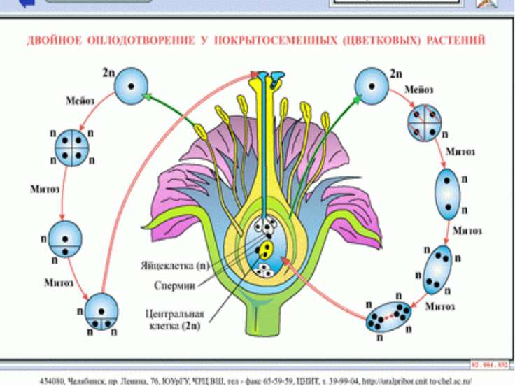 Презентация способы размножения организмов 10 класс