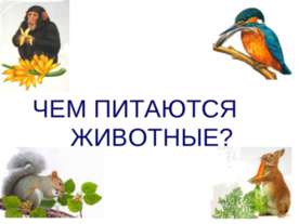 Чем питаются животные?