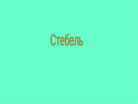 Стебель