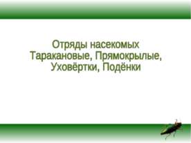 Отряды насекомых Таракановые, Прямокрылые, Уховёртки, Подёнки