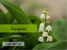 Ландыш