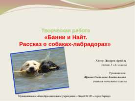 Банни и Найт. Рассказ о собаках-лабрадорах