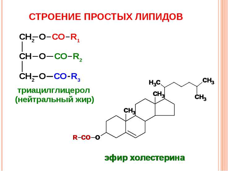 Обмен липидов биохимия схема