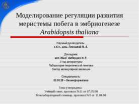 Моделирование регуляции развития меристемы побега в эмбриогенезе Arabidopsis ...
