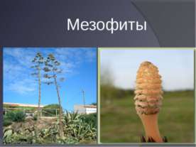 Мезофиты