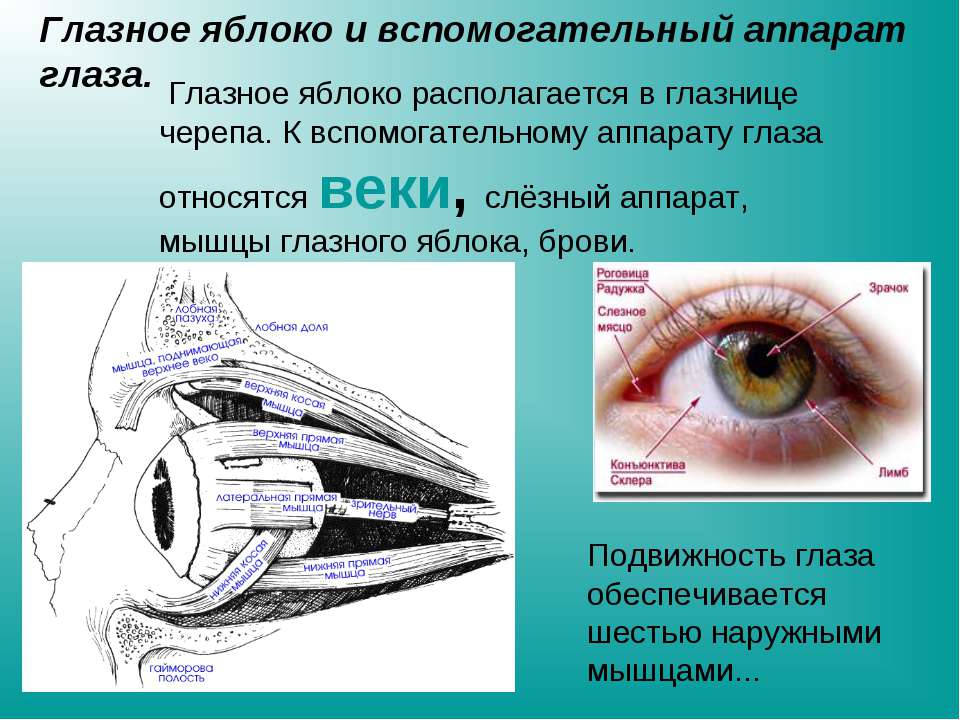 Какой буквой на рисунке обозначена оболочка глаза в которой располагаются зрительные рецепторы