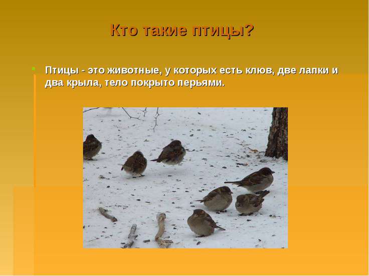 Викторина о птицах для 5-6 класса по биологии