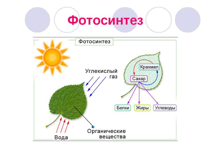 По биологии выполнить. Схема фотосинтеза у растений. Процесс фотосинтеза у растений схема. Схема отражающая процесс фотосинтеза. Фотосинтез листа схема.