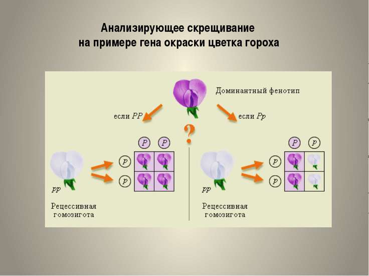 Диаграмма цветка гороха