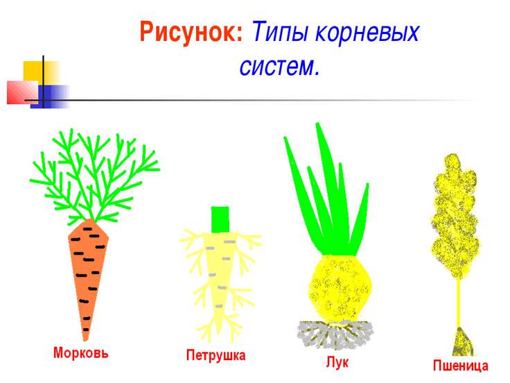 Презентация на тему виды корней и типы корневых систем 6 класс биология