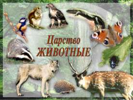 Царство животные