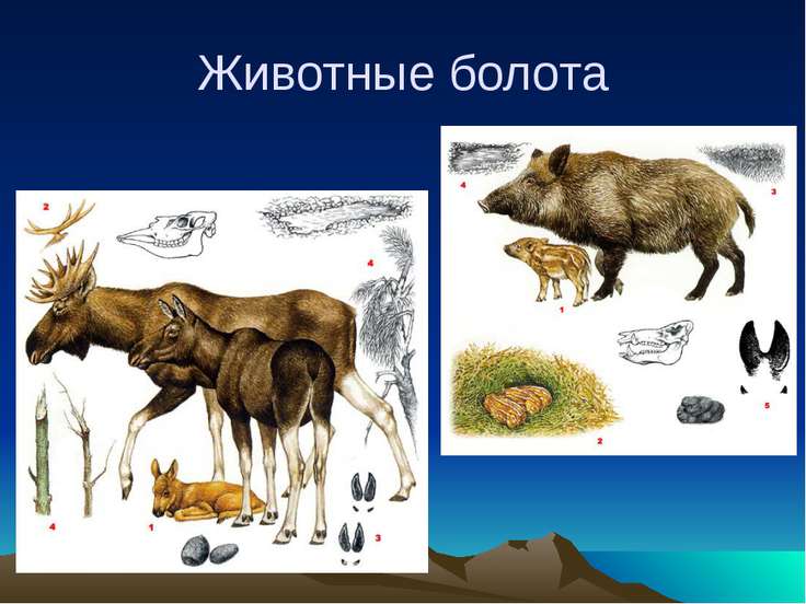 Животные болота картинки и названия