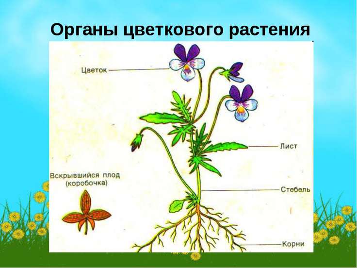 Развитие цветкового растения презентация