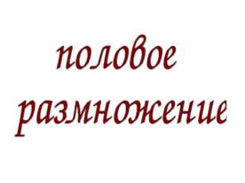 половое размножение