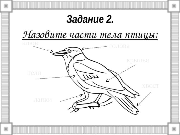 Сделайте рисунок и подпишите части тела птицы