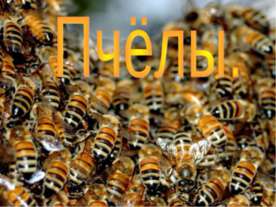 Пчёлы