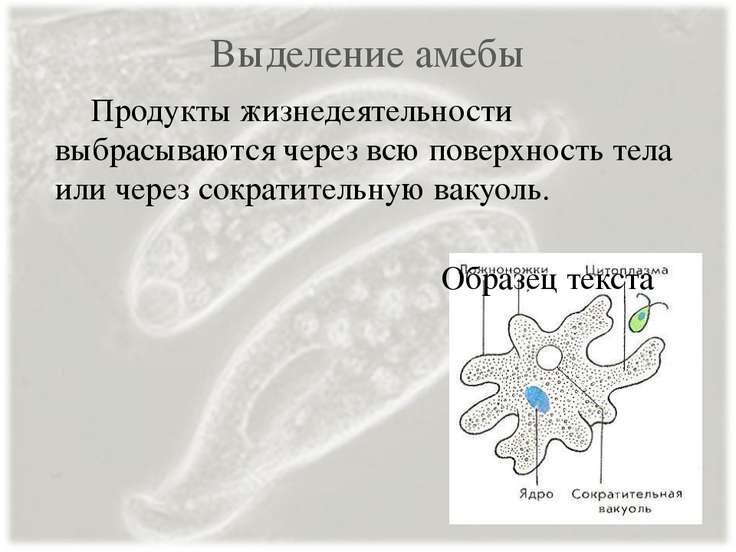 На рисунке изображено одно из проявлений жизнедеятельности амебы