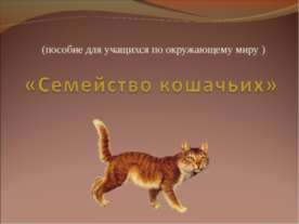 Семейство кошачьих