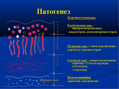 Патогенез Кортикостеноиды: Клубочковая зона – минералокортикоиды: альдостерон...