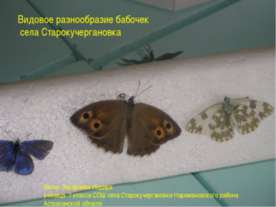 Видовое разнообразие бабочек села Старокучергановка