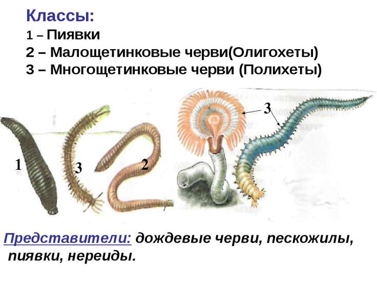 скачать презентацию про пиявок урок биологиии 7 класс