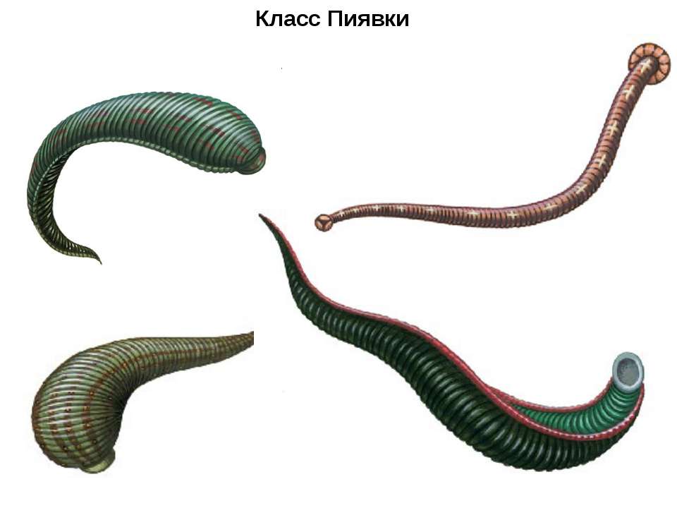сообщение о червях биология 7 класс