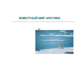 Животный мир Арктики