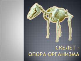 Скелет – опора организма