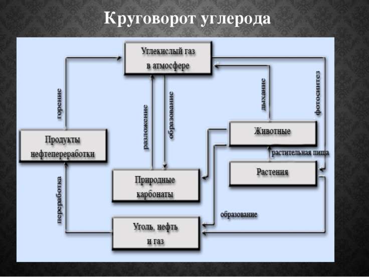 Схема круговорота углерода