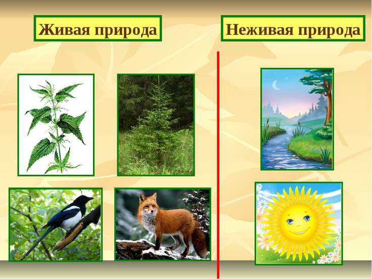 Неживая и живая природа. Явления природы презентация к