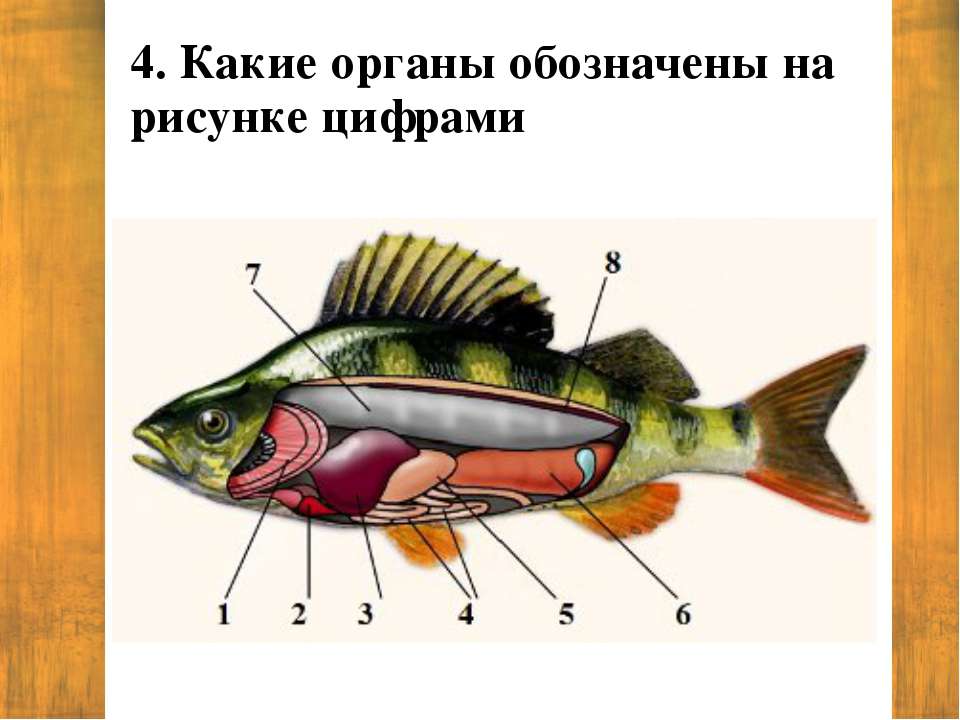 Запиши название органа обозначенного на рисунке цифрой 3