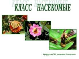 Всем вам знакомые разнообразные насекомые