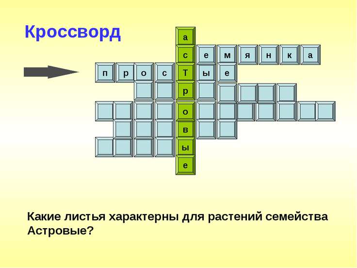 сканворд по биологии про бурачниковых 6 класс